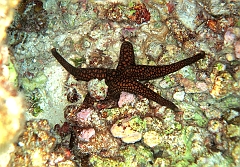 IMG_0748rf_Maldives_Madoogali_House reef_Asterie_Fromia sp